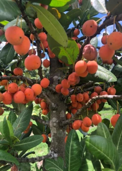 Imbe (Garcinia Livingstonei) -Garden Supplies Sales 2024 Sow Exotic Plant Nursery imbe