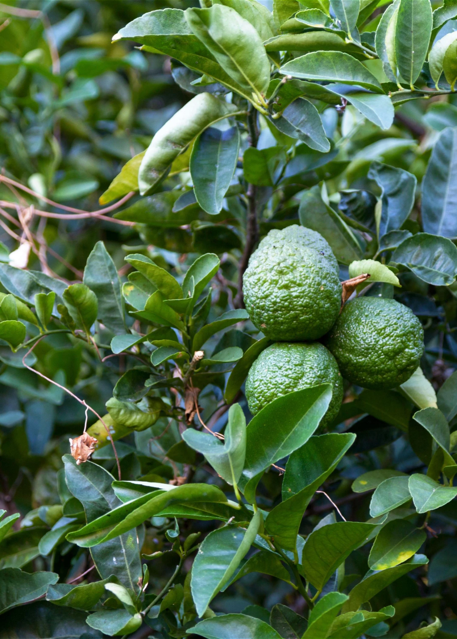Kaffir, Makrut Lime (Citrus Hystrix) 2 Kaffir, Makrut Lime (Citrus Hystrix) - Image 2