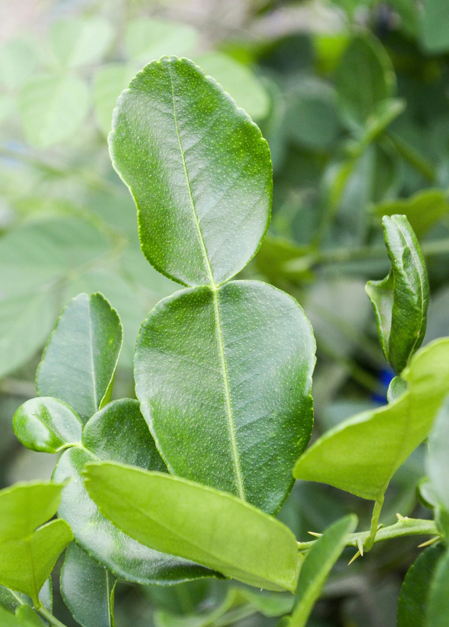 Kaffir, Makrut Lime (Citrus Hystrix) 1 Kaffir, Makrut Lime (Citrus Hystrix)