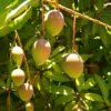 Mango 'Carrie' (Mangifera Indica)