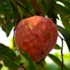 Custard Apple, Red (Annona Reticulata)
