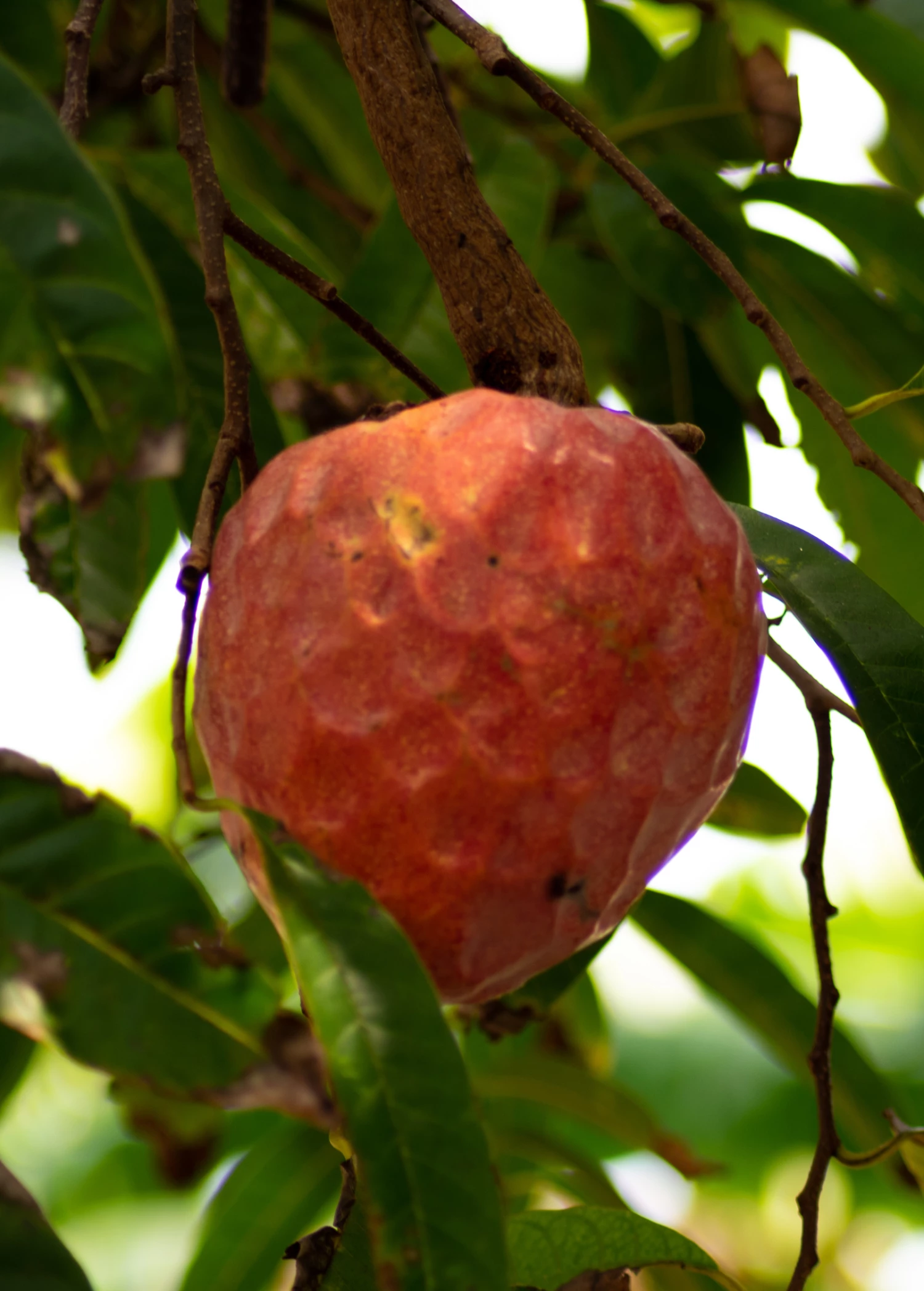 Custard Apple, Red (Annona Reticulata) 1 Custard Apple, Red (Annona Reticulata)