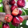 Malay Apple (Syzygium Malaccense)
