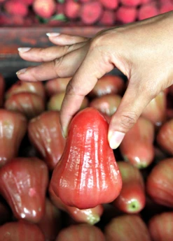 Malay Apple (Syzygium Malaccense) -Garden Supplies Sales 2024 Sow Exotic Plant Nursery redmalayappleSyzygiummalaccense 3