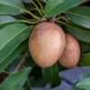 Sapodilla 'Silas Wood' (Manilkara Zapota)