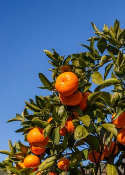 Satsuma Mandarin (Citrus Unshiu) 7 Satsuma Mandarin (Citrus Unshiu) -Garden Supplies Sales 2024 Sow Exotic Plant Nursery satsuma