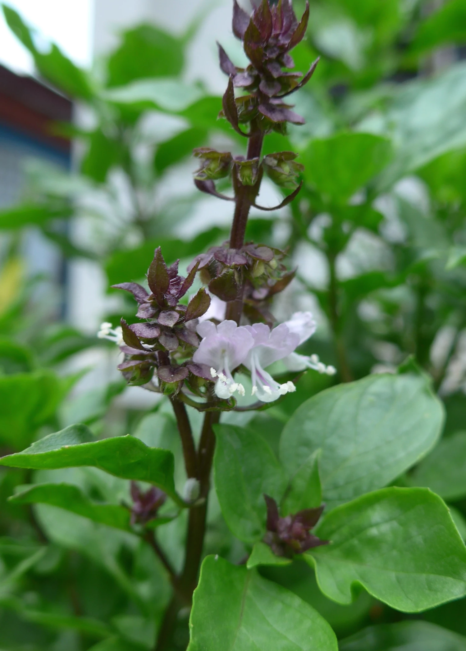 Thai Basil (Ocimum Basilicum Var. Thyrsiflora) 1 Thai Basil (Ocimum Basilicum Var. Thyrsiflora)