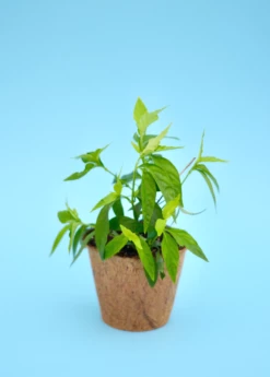 Tilo (Justicia Pectoralis) -Garden Supplies Sales 2024 Sow Exotic Tilo Plant