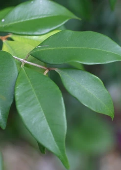 Spice Wood (Myrcia Neopallens, Syn. Calyptranthes Pallens) -Garden Supplies Sales 2024 SpiceWoodNativeFruitTreesforSale SowExotic.com 1