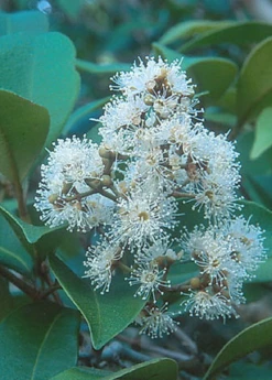 Spice Wood (Myrcia Neopallens, Syn. Calyptranthes Pallens) -Garden Supplies Sales 2024 SpiceWoodNativeFruitTreesforSale SowExotic.com 2