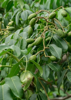 June Plum (Spondias Dulcis)