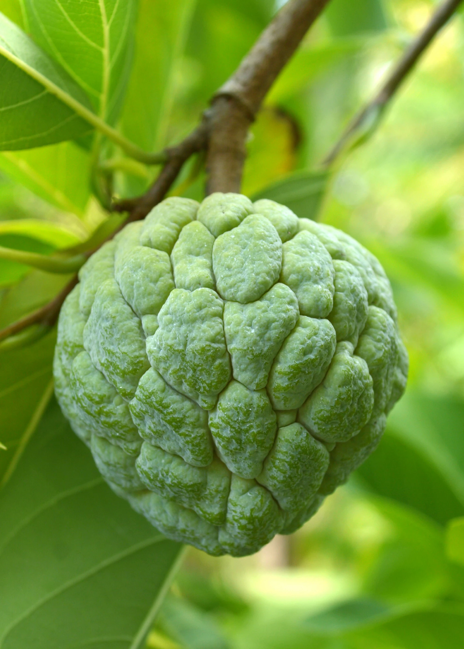 Sugar Apple 'Na Dai' (Annona Squamosa L) 2 Sugar Apple 'Na Dai' (Annona Squamosa L) - Image 2