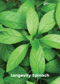Summer Greens Bundle: Malabar Spinach, Molokhia, Longevity Spinach & Lagos Spinach -Garden Supplies Sales 2024 SummerGreensBundle LongevitySpinach OkinawaSpinach LagosSpinachPlantsForSale SowExotic.com 1