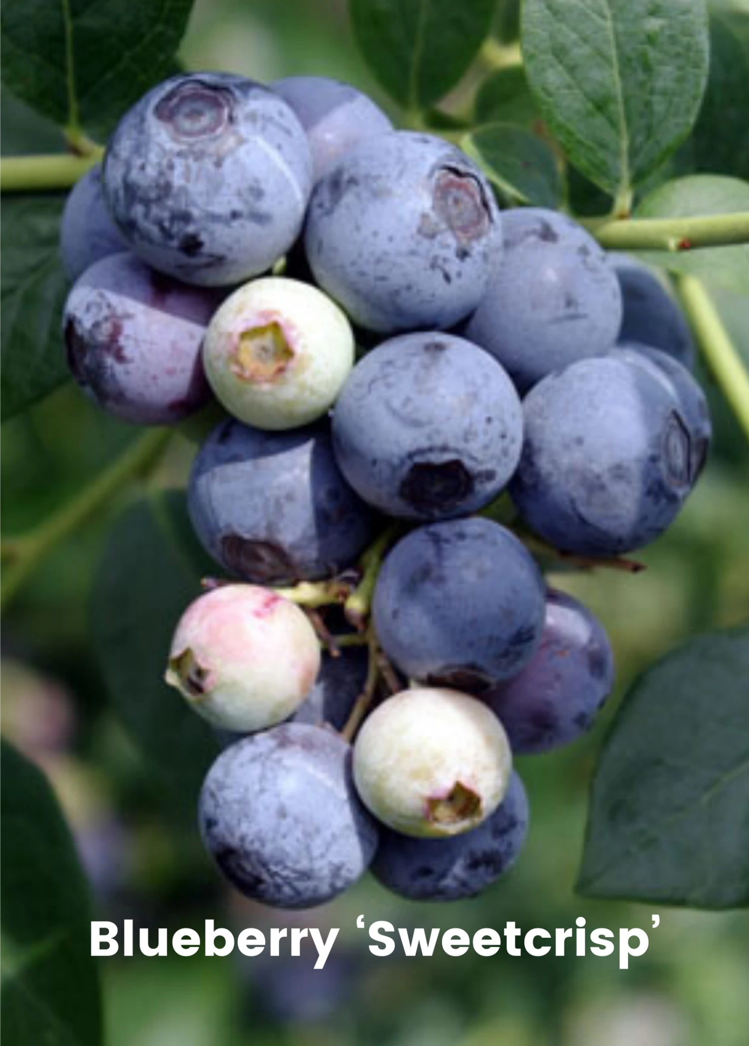Blueberry Bundle: Sweetcrisp & Biloxi 2 Blueberry Bundle: Sweetcrisp & Biloxi - Image 2