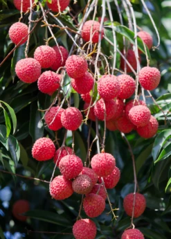 Lychee 'Sweetheart' (Litchi Chinensis) -Garden Supplies Sales 2024 SweetheartLycheesowexoticplantNursery