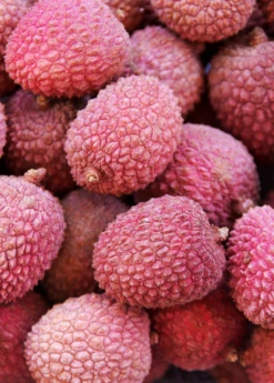 Lychee 'Sweetheart' (Litchi Chinensis)