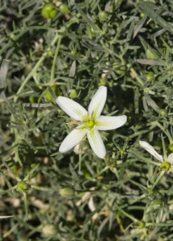 Syrian Rue (Peganum Harmala) 5 Syrian Rue (Peganum Harmala) -Garden Supplies Sales 2024 Syrian Rue Peganum harmala flower and foliage