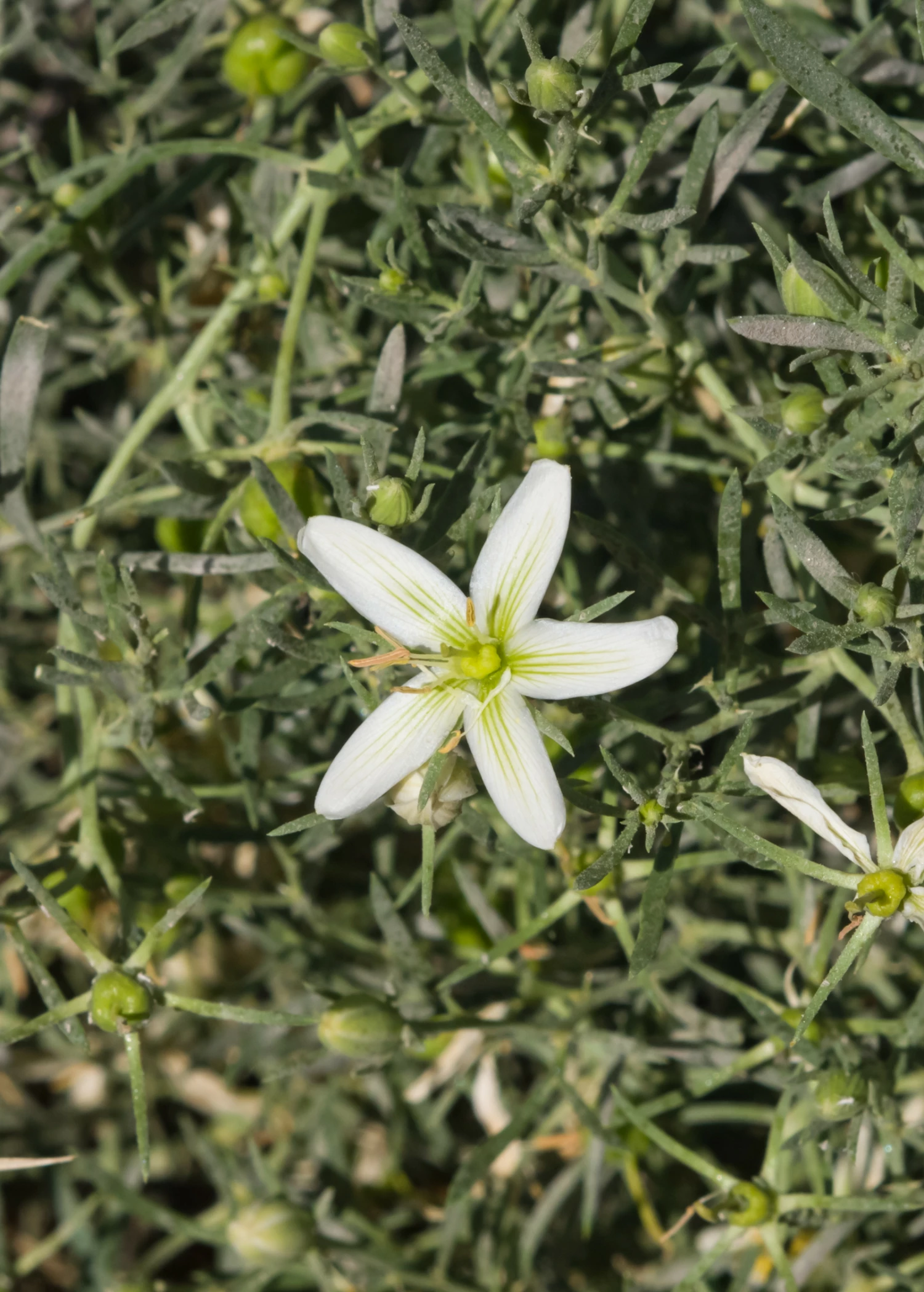 Syrian Rue (Peganum Harmala) 3 Syrian Rue (Peganum Harmala) - Image 3
