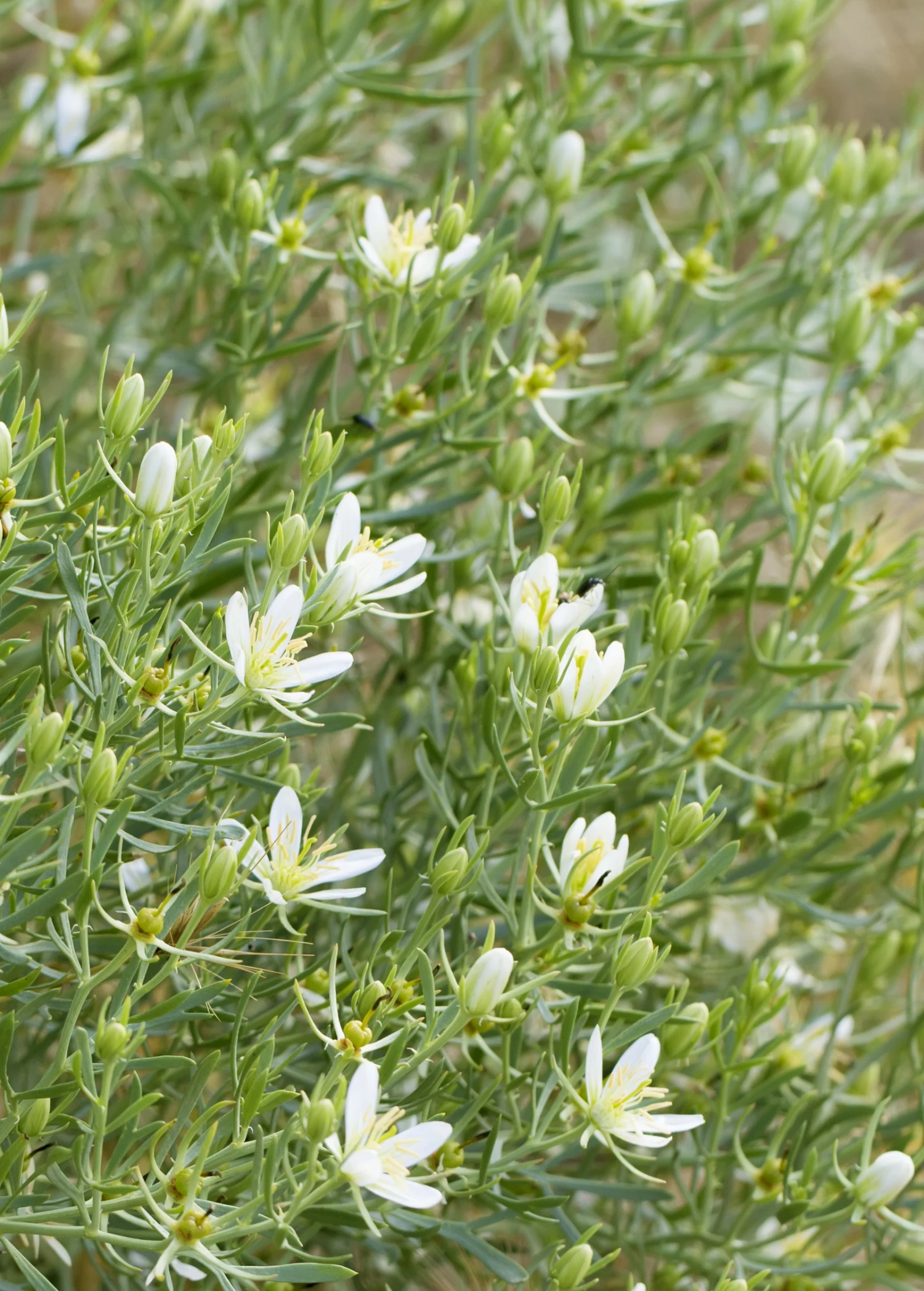 Syrian Rue (Peganum Harmala) 1 Syrian Rue (Peganum Harmala)