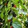 Mulberry 'Everbearing' (Morus Nigra)