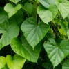 Giloy Vine (Tinospora Cordifolia)