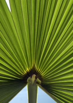 Windmill Palm (Trachycarpus Fortunei) -Garden Supplies Sales 2024 Trachycarpusfortunei chinesewindmillpalm