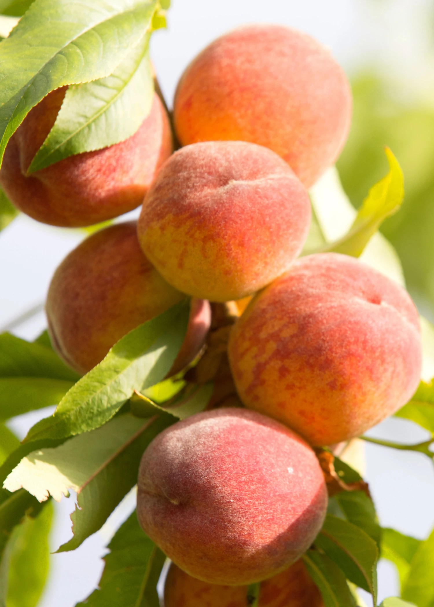 Peach 'Tropic Beauty' (Prunus Persica) 1 Peach 'Tropic Beauty' (Prunus Persica)