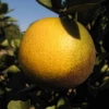 Westin Sweet Orange (Citrus X Aurantium L.)