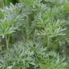 Wormwood (Artemisia Absinthium)