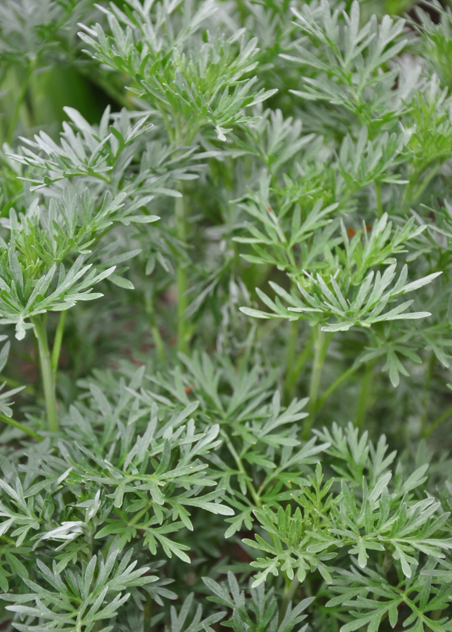 Wormwood (Artemisia Absinthium) 1 Wormwood (Artemisia Absinthium)