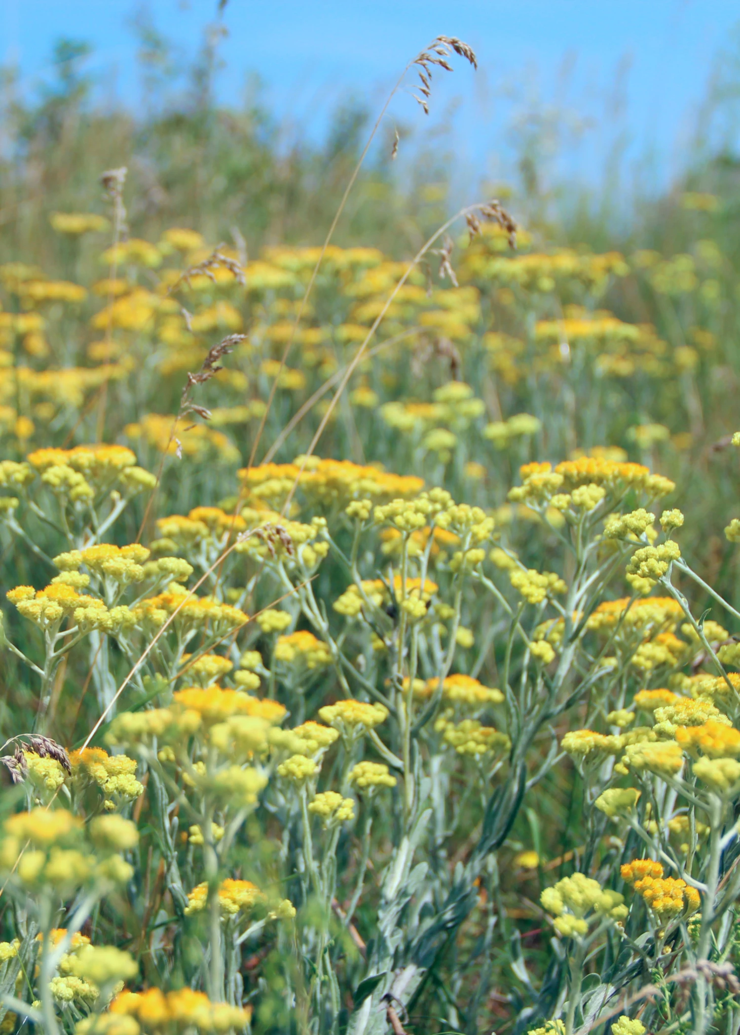 Wormwood (Artemisia Absinthium) 2 Wormwood (Artemisia Absinthium) - Image 2