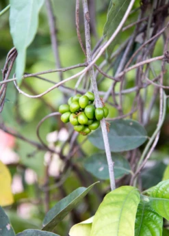 Yanang, Grass Jelly Vine (Tiliacora Triandra) 7 Yanang, Grass Jelly Vine (Tiliacora Triandra) -Garden Supplies Sales 2024 Yanang GrassJellyVine Tiliacoratriandra PerennialVine medicinalherb sowexoticplantnursery 1