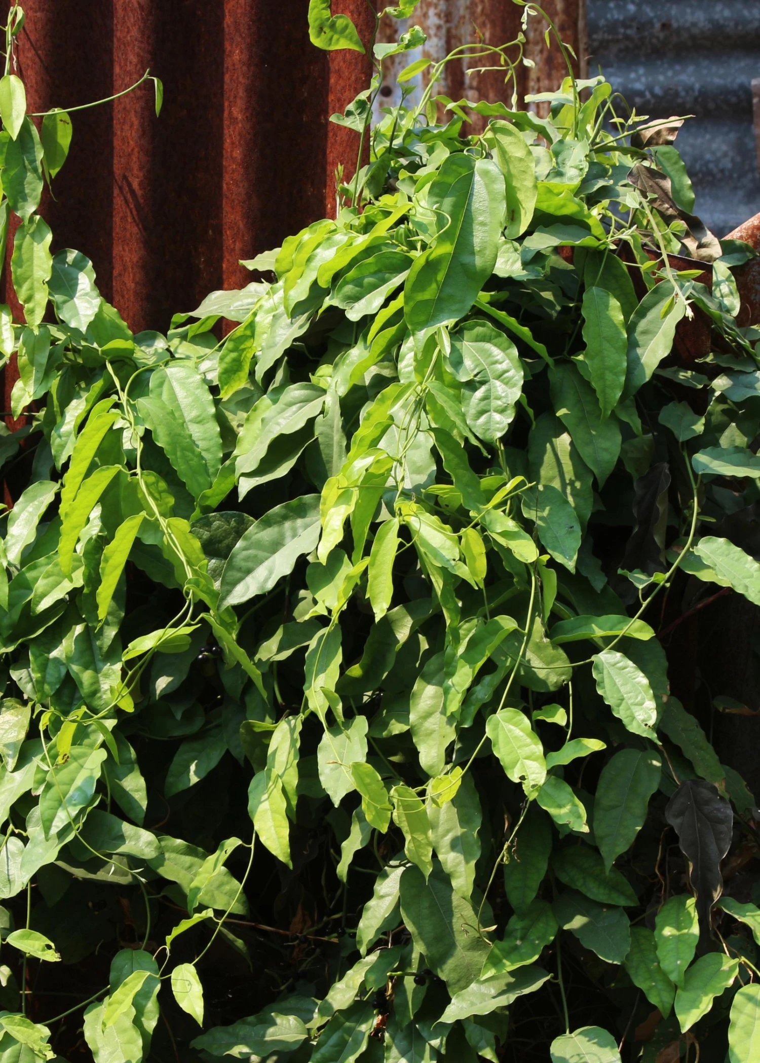 Yanang, Grass Jelly Vine (Tiliacora Triandra) 2 Yanang, Grass Jelly Vine (Tiliacora Triandra) - Image 2