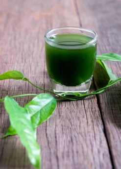 Yanang, Grass Jelly Vine (Tiliacora Triandra) 9 Yanang, Grass Jelly Vine (Tiliacora Triandra) -Garden Supplies Sales 2024 Yanang GrassJellyVine Tiliacoratriandra PerennialVine medicinalherb sowexoticplantnursery 3