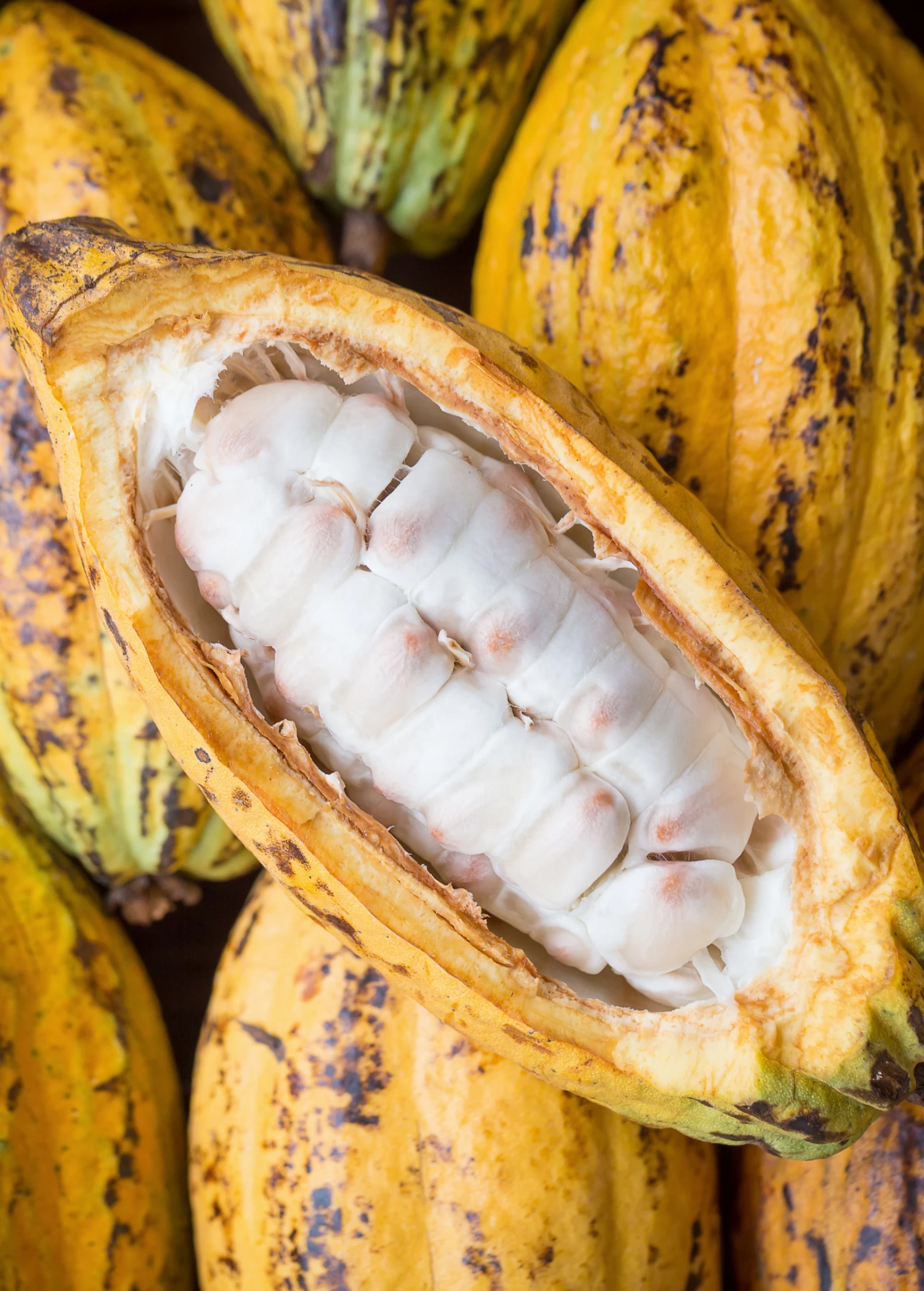 Cacao, Yellow (Theobroma Cacao) 1 Cacao, Yellow (Theobroma Cacao)