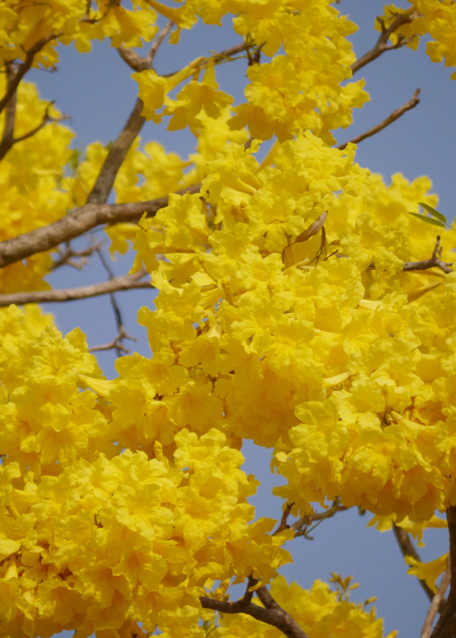 Yellow Tabebuia (Tabebuia Spp.) 3 Yellow Tabebuia (Tabebuia Spp.) - Image 3