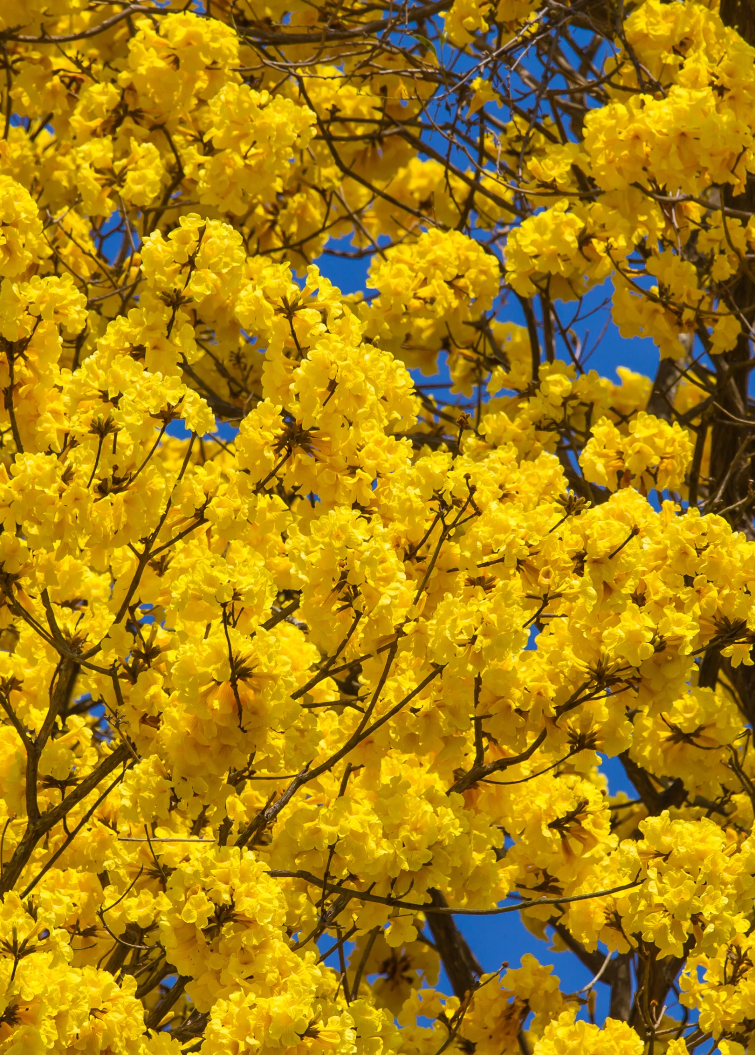 Yellow Tabebuia (Tabebuia Spp.) 2 Yellow Tabebuia (Tabebuia Spp.) - Image 2