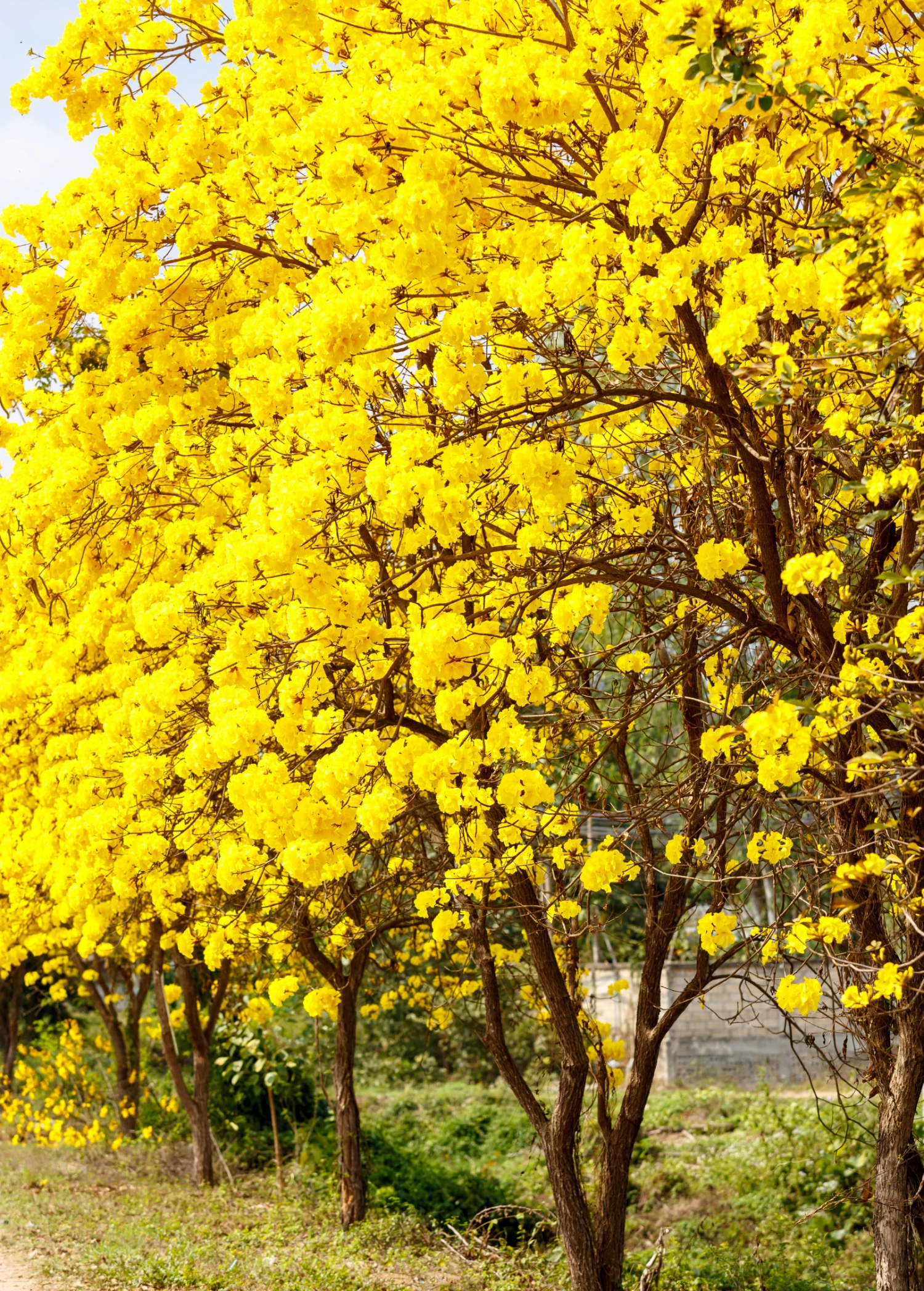 Yellow Tabebuia (Tabebuia Spp.) 1 Yellow Tabebuia (Tabebuia Spp.)