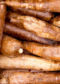 Yuca Root (Manihot Esculenta) -Garden Supplies Sales 2024 Yuca Root Manihot esculenta Yuca root