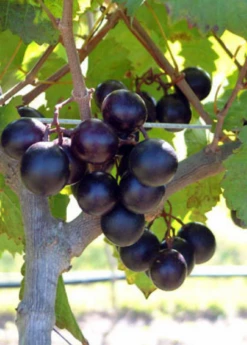 Muscadine Grape 'Alachua' (Vitis Rotundifolia) -Garden Supplies Sales 2024 alachua muscadine grape plant for sale