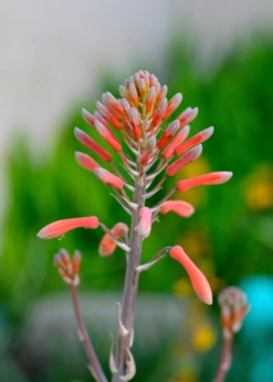 Aloe (Aloe Vera) 12 Aloe (Aloe Vera) -Garden Supplies Sales 2024 aloe vera plants for sale SowExotic 44275809 03c4 4c4d 9a2a 75f13268af89