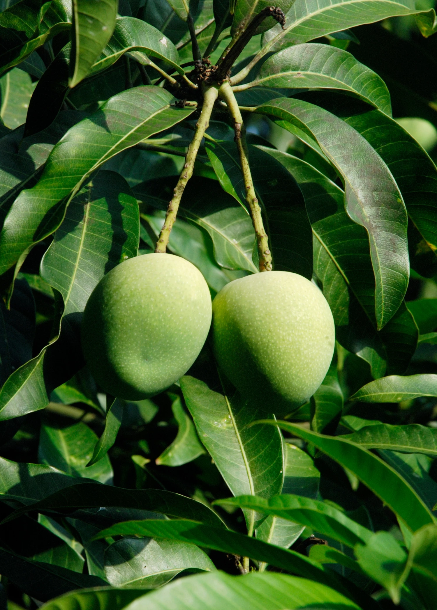 Mango 'Alphonso' (Mangifera Indica) - Image 2