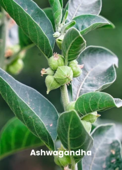 Adaptogen Herb Bundle: Gotu Kola, Skullcap, Ashwagandha, Tulsi -Garden Supplies Sales 2024 ashwaganda plant for sale SowExotic.com