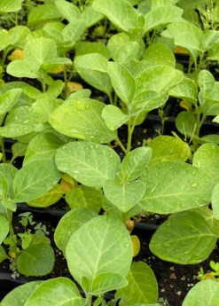 Ashwagandha (Withania Somnifera) -Garden Supplies Sales 2024 ashwaghandasowexotic