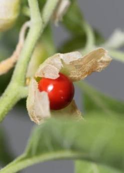 Ashwagandha (Withania Somnifera) -Garden Supplies Sales 2024 ashwaghandasowexotic 3