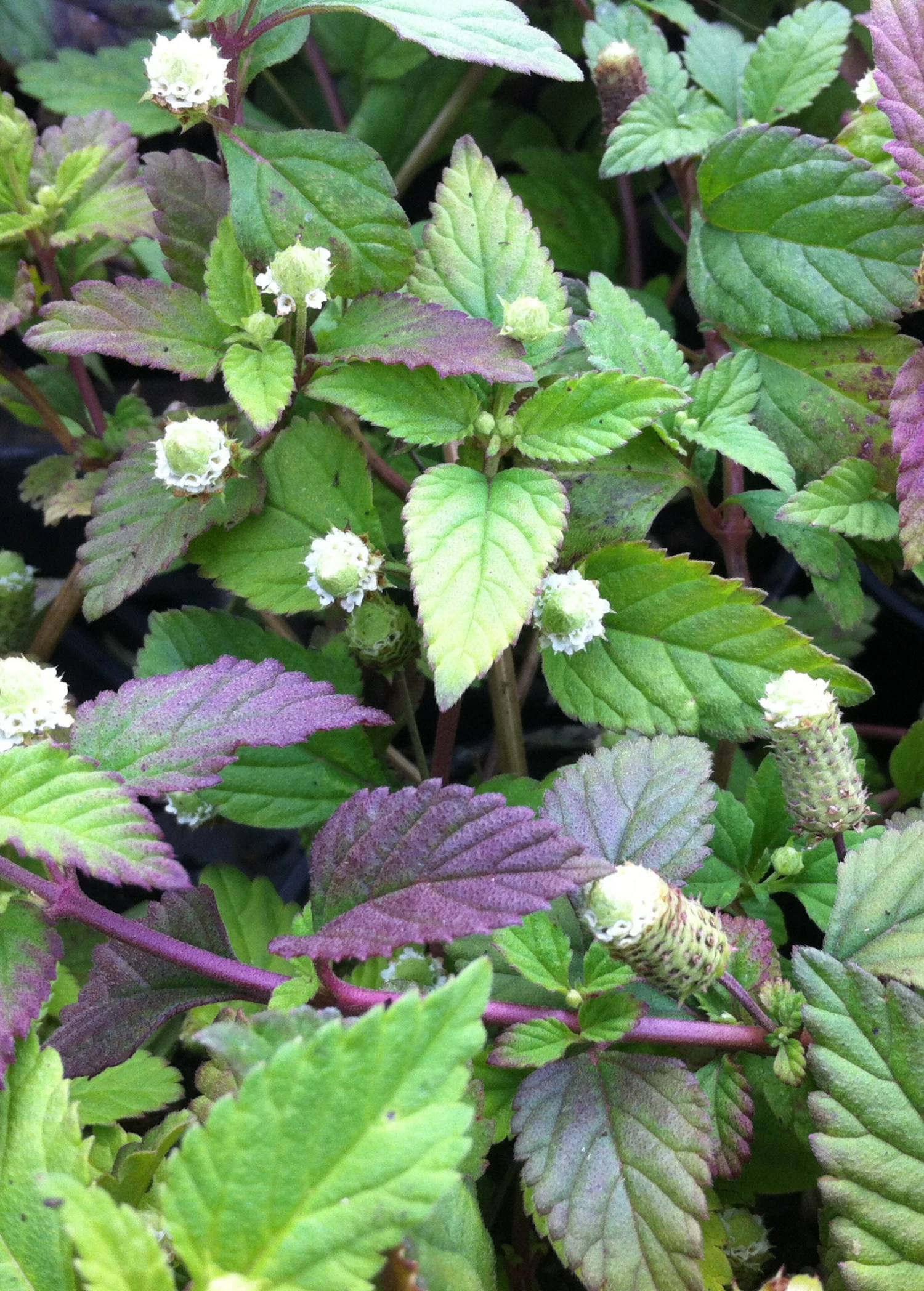 Aztec Sweet Herb (Lippia Dulcis) 2 Aztec Sweet Herb (Lippia Dulcis) - Image 2