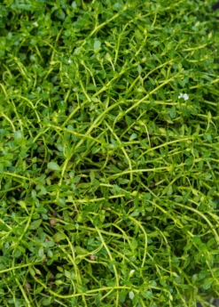 Brahmi (Bacopa Monnieri)