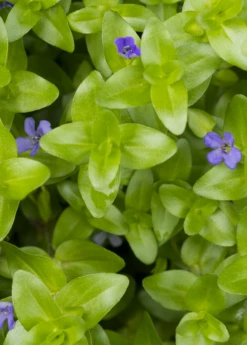 Brahmi (Bacopa Monnieri) -Garden Supplies Sales 2024 bacopa brahmi 1610px X 2250px 513347a6 0c8f 41f3 b7d9 e22c91848688