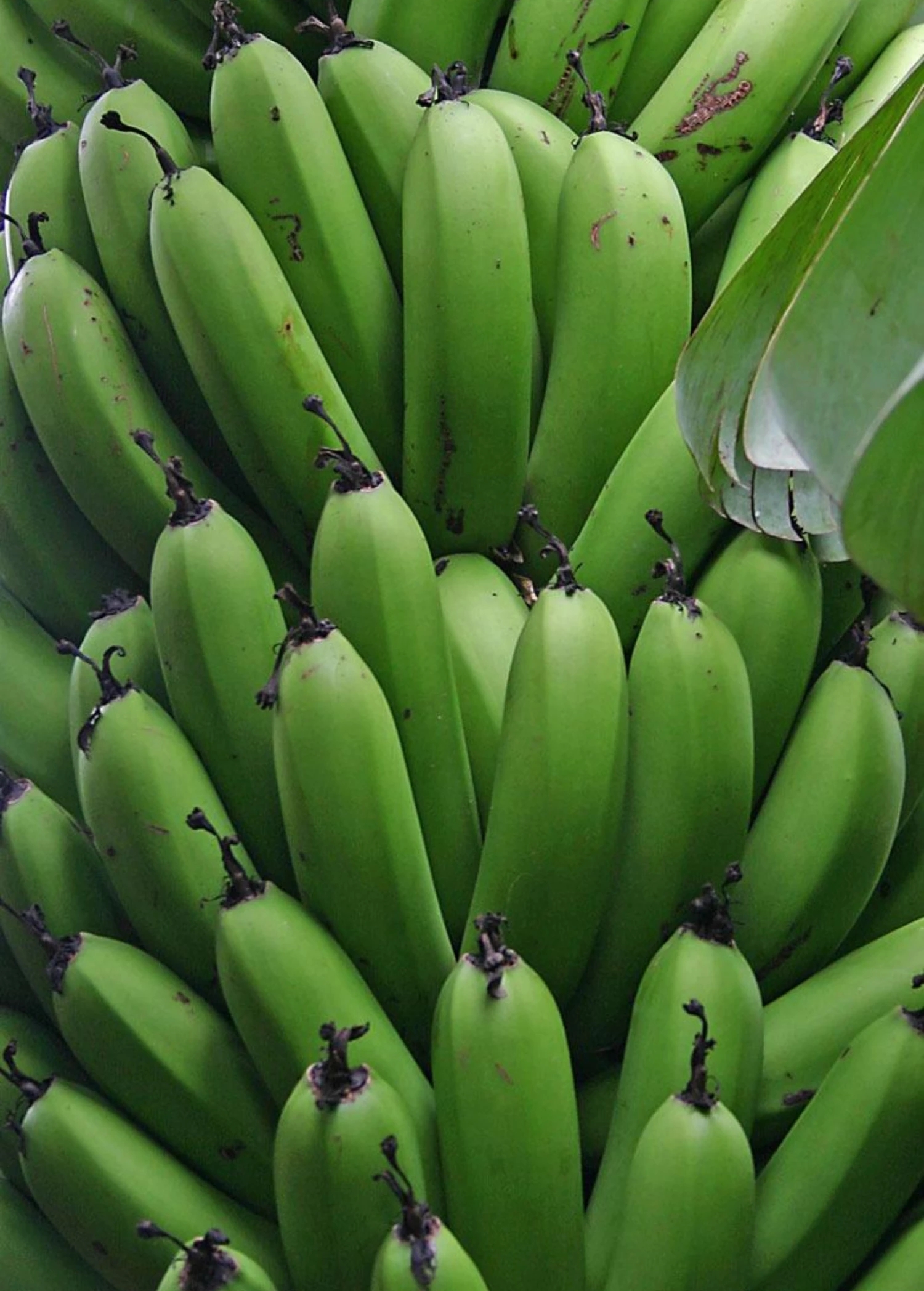 Banana 'Grand Nain' (Musa Acuminata) 7 Banana 'Grand Nain' (Musa Acuminata) - Image 7