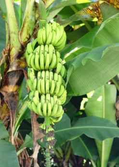 Banana 'Grand Nain' (Musa Acuminata) 12 Banana 'Grand Nain' (Musa Acuminata) -Garden Supplies Sales 2024 bananafruittreesowexoticnursery 3